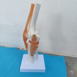 HUMAN KNEE JOINT SKELETON