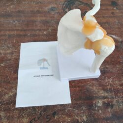 Shoulder Joints Model With Ligaments