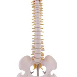 Human Mini Spine Skeleton